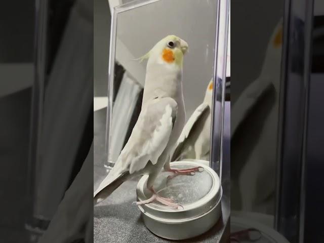 ジャパネットを熱唱するオカメインコのふーさん