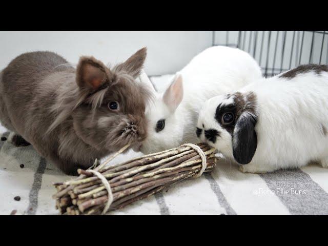 Should you get a pet bunny? 