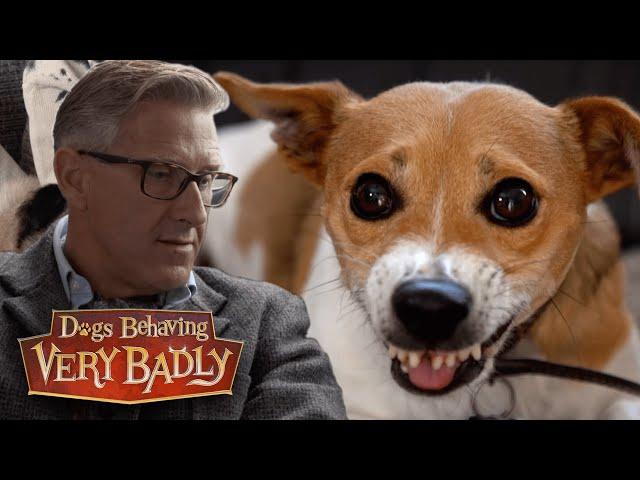 Dogs Behaving Very Badly: Jekyll and Hyde Dogs