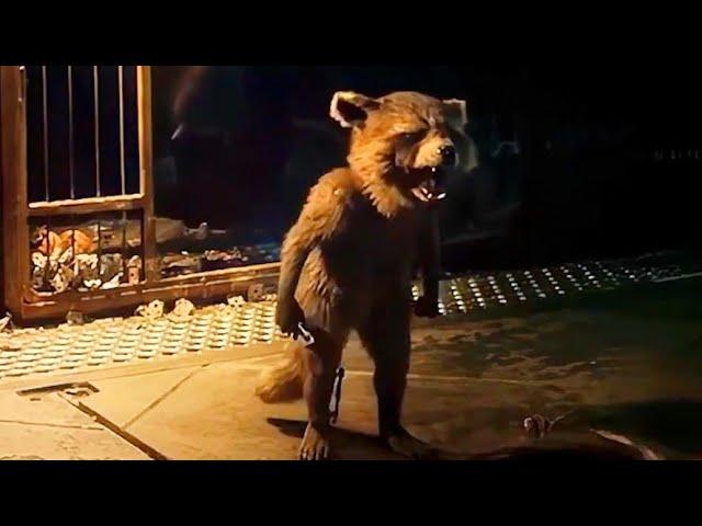 Rocket's Emotional Scenes - Guardians Of The Galaxy Vol 3