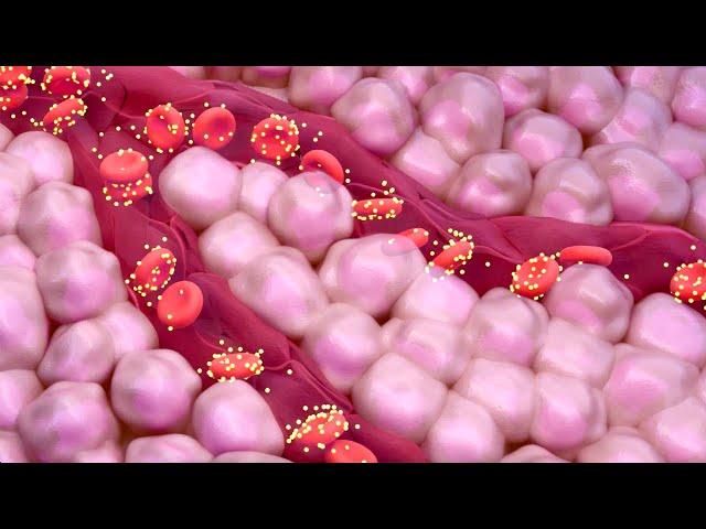 A1C Test for Measuring Blood Sugar Levels