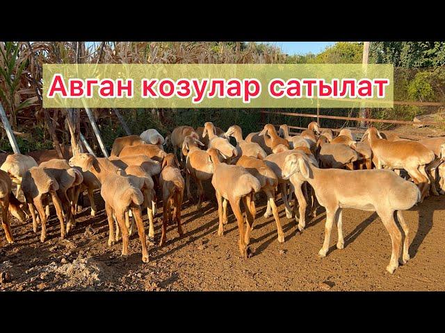 УРГАЧЫ авган козулар чыкты  38 баш сатылат