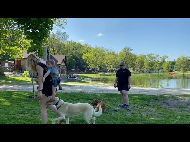 New Hampshire Dog Trainer/ Manchester Dog Trainer/ 1 year old Nervous Golden Mix Shadow