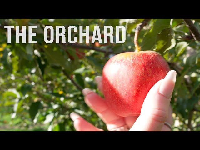 The Orchard - A Short film shot with the Sony A7siii