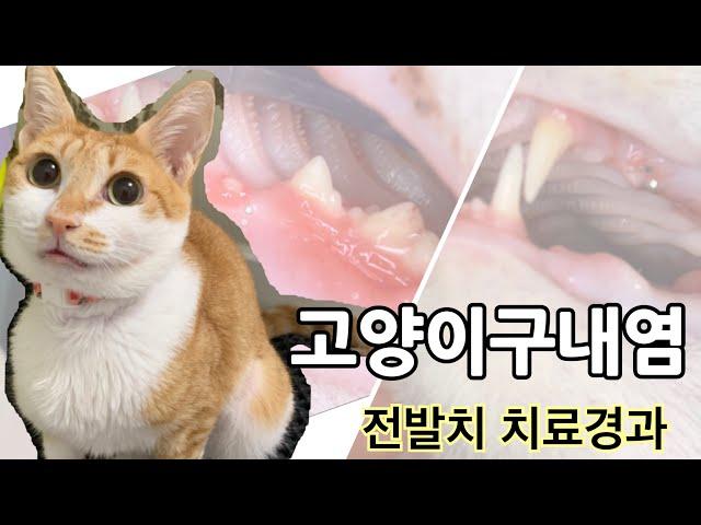 절름발이 고양이 모란이, 전발치 수술받다