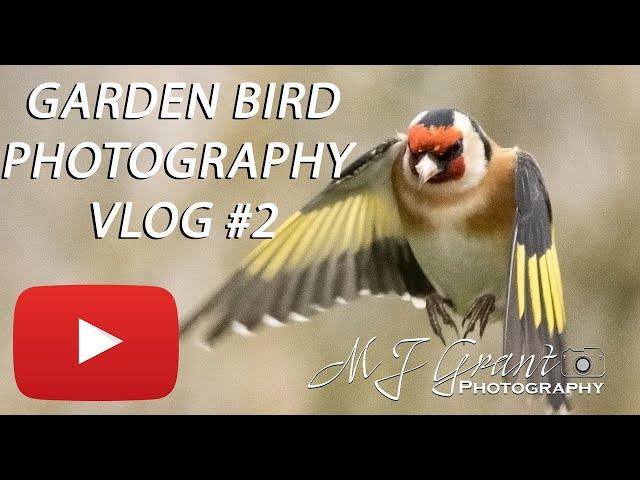 Garden vlog II | Return of the Goldfinches | Wildlife photography | Garden bird photography