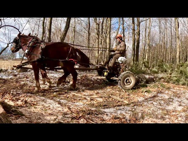 My NEW WAGON & the Hemlock Tree // Horse Drawn Rides #718