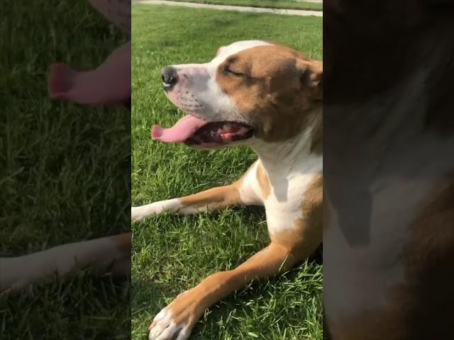 Unusual Friendship Between a Pitbull and 2 Ducklings