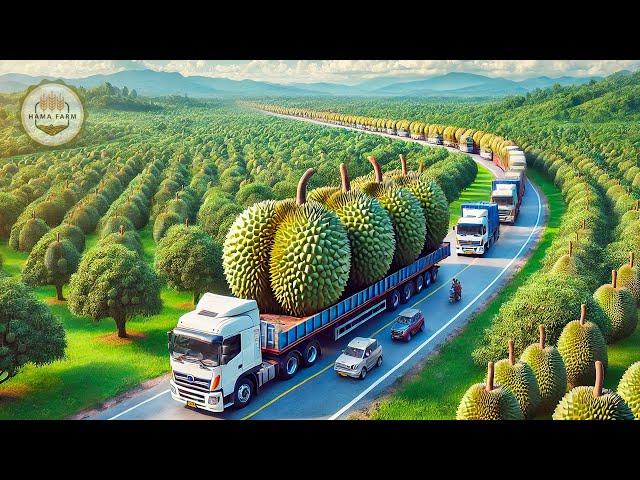 How To Process Millions Of Asia Durians In A Processing Factory