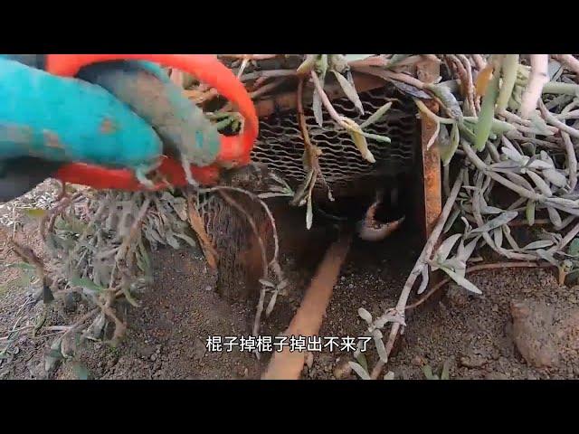 老四逛完海边来收老鼠笼，大螃蟹竟然还想打架，真把这当窝了