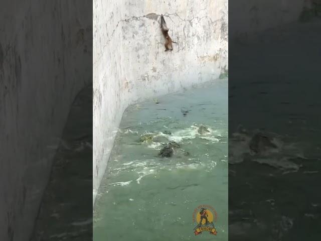 Monkey saves his life by wit!  How clever he is! #monkey #crocodile #viralvideo #love #trending