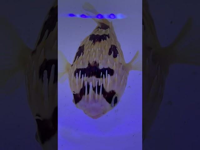 HOW do people not like PUFFERFISH?