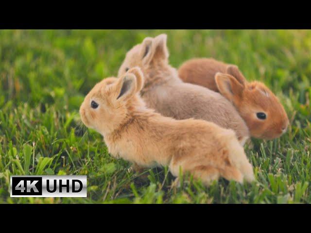 Cute Bunny Video with Relaxing Piano Music | Soothing Music for Stress Relief 4K Videos