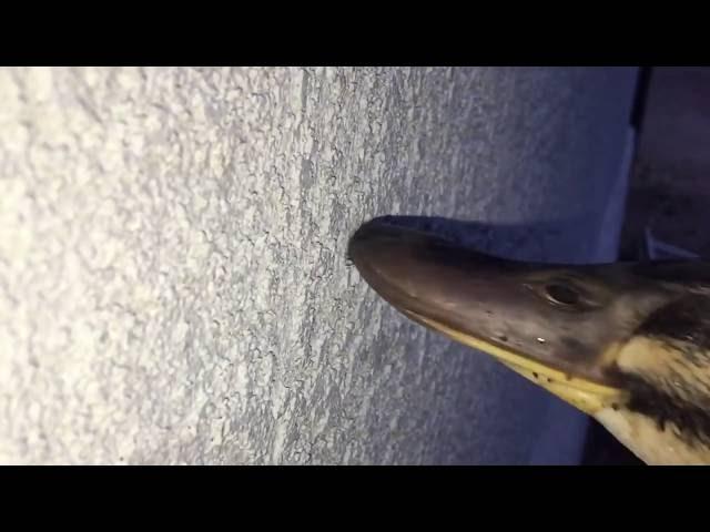 Mallard eats daddy long legs in slow motion