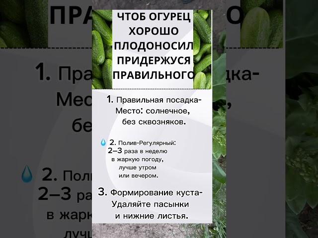 3 секретов богатого урожая огурцов #огурцы #огурцывоткрытомгрунте #дачасадогород #дача #жизньнадаче