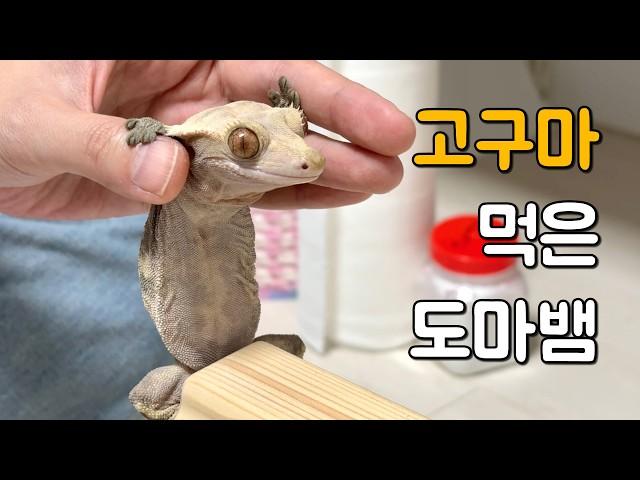 고구마 먹은 도마뱀