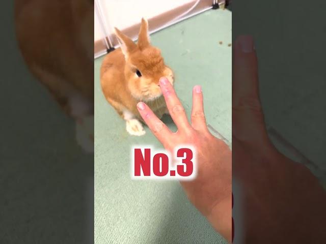 うさぎ飼育の残酷な現実５選【ネザーランドドワーフのコッペ】#shorts #うさぎ #うさぎのいる暮らし #ウサギ #ネザーランドドワーフ #rabbit