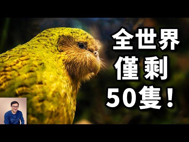 世界上最稀有的動物！全球一度僅存50隻，既像雞又像貓的鳥——鸮鸚鵡kakapo【老肉雜談】#動物 #野生動物 #鳥 #鸚鵡 #parrot