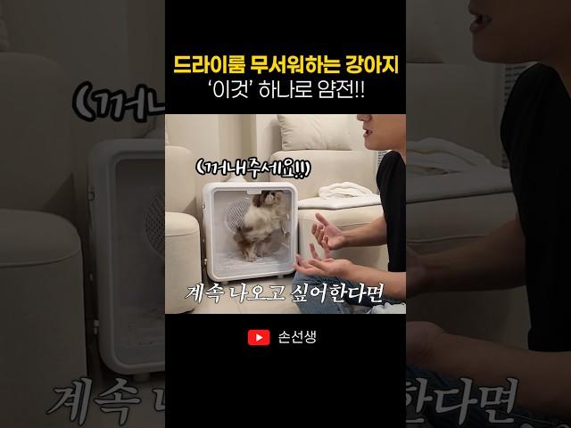 드라이룸 무서워하는 강아지, 이것 하나로 얌전해졌어요