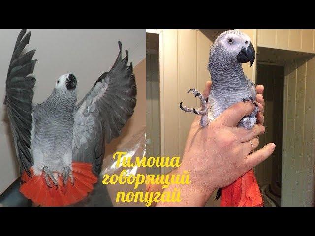 Timosha is a talking parrot, a breed of Jaco. Compilation video #4