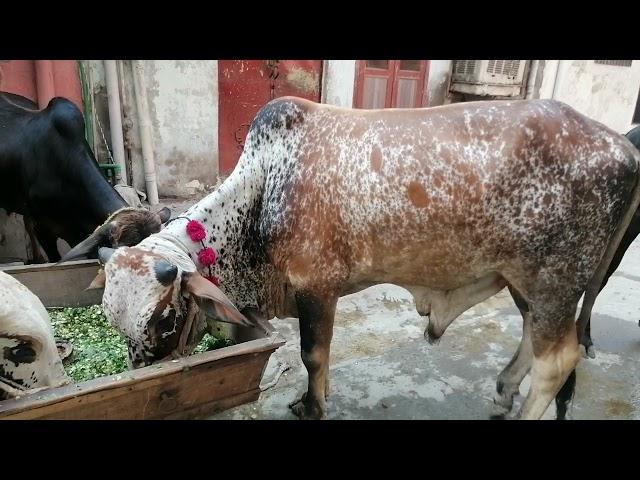 Subhani Cattle Farm 2021