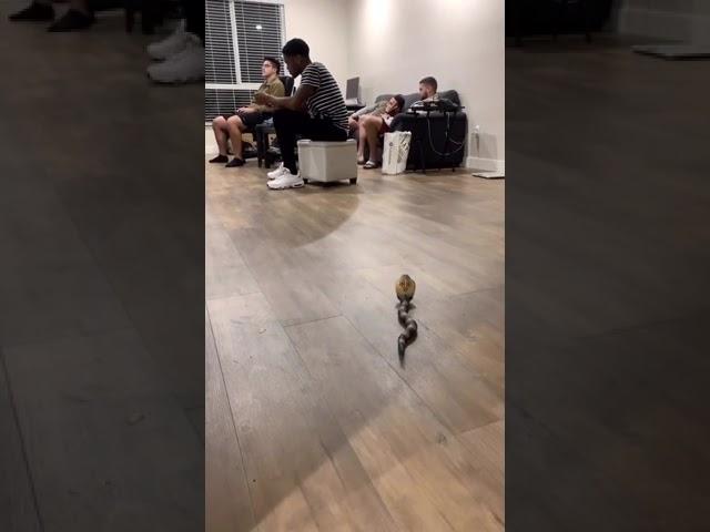 Pranking my roommates with a remote control snake! #shorts