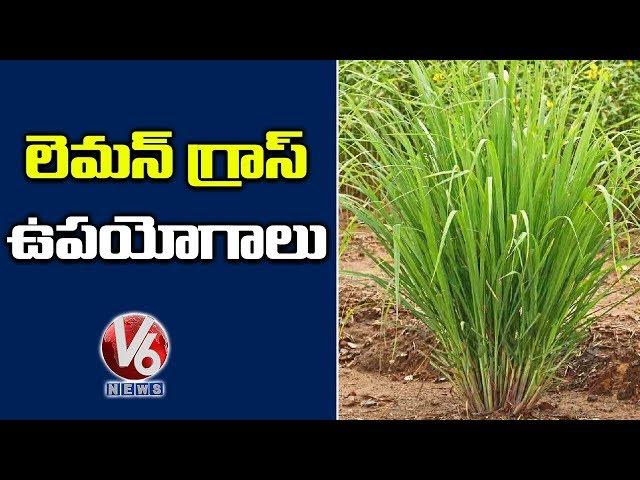 Herbal Tea Plant That Cures Nervousness And Insomnia | Lemon Grass | Inti Mokalu | V6 News