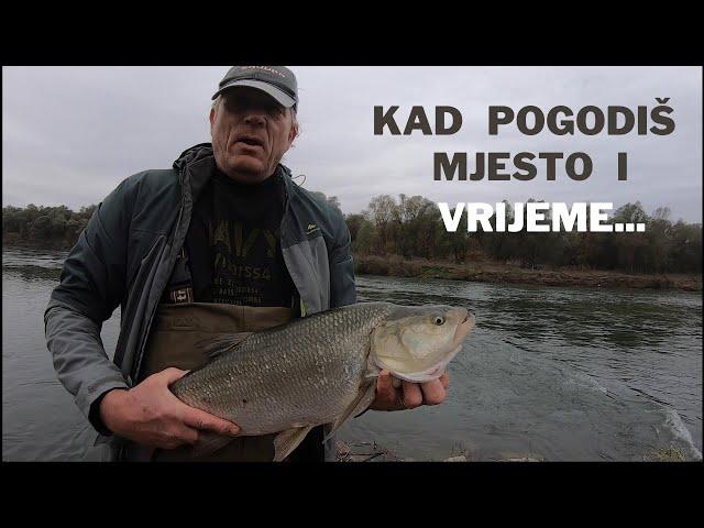 Boleni na površince ( Asp on topwater lures )