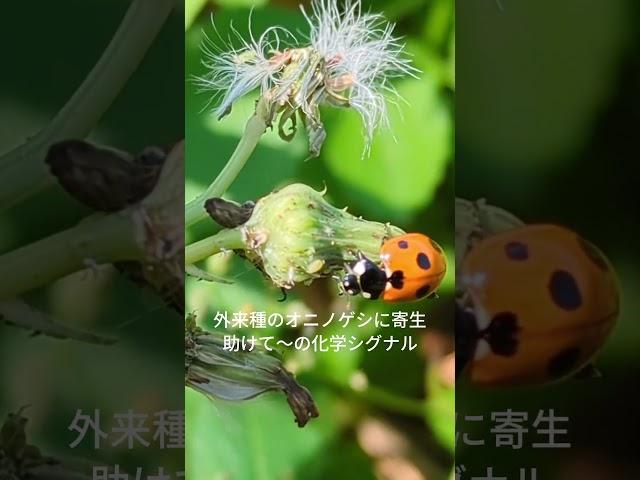 天の使いか地獄の使者か
