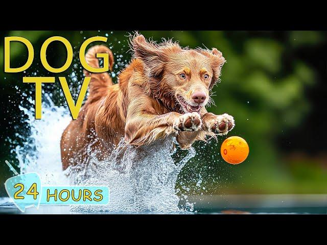 DOG TV: Video All Day Entertain for Dogs While You're Away - Best Music to Prevent Anxiet for Dogs