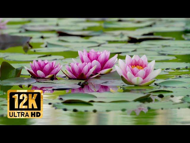 Nature  morning view  12K Ultra HD @HyperHarsh09 #trending #YouTube #nature #ultra #HD