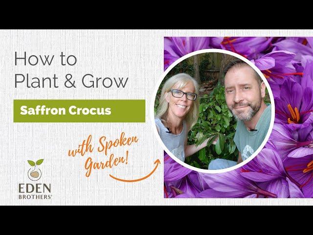 How to Plant and Grow Saffron Crocus