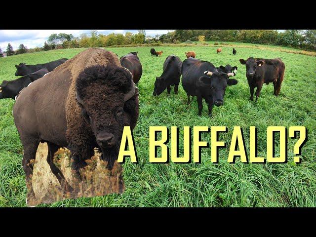 WE BOUGHT A BUFFALO!!