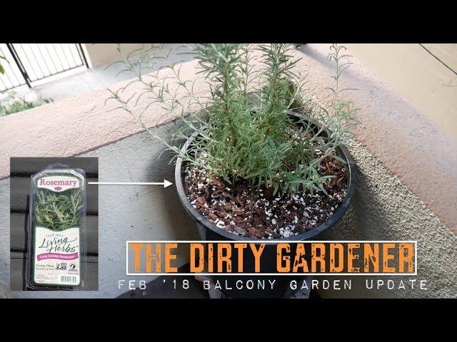 The Dirty Gardener | Feb. '18 Balcony Garden Update