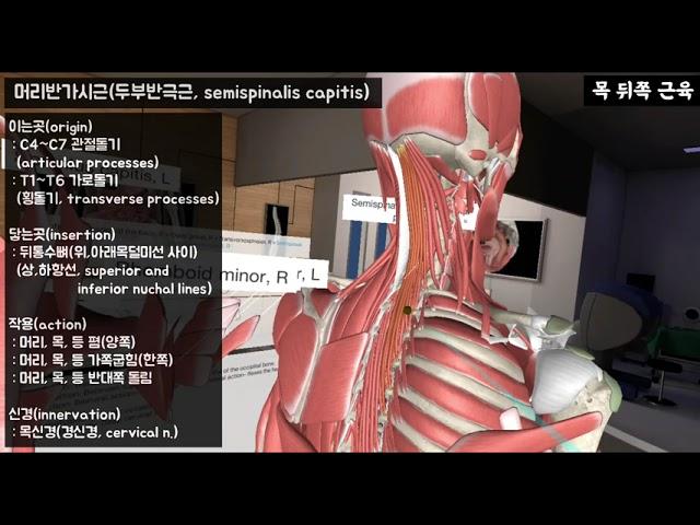 목 뒤쪽 근육_ 머리널판근(두판상근), 머리반가시근(두부반극근) 등 3개근육