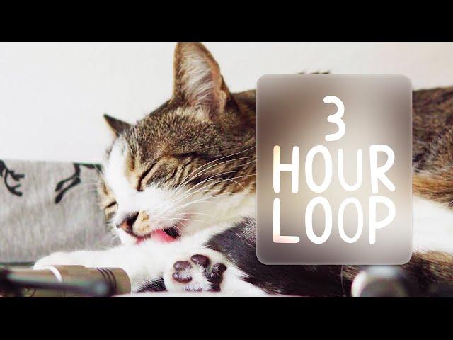  ASMR Cats Grooming #89 (3 hour loop)