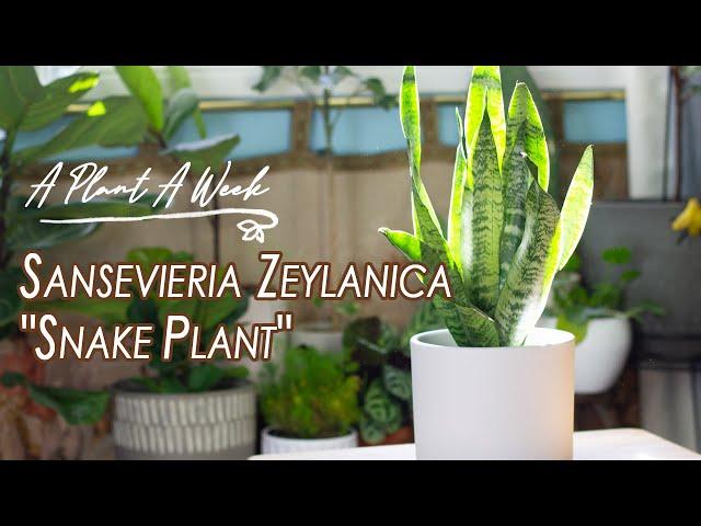 Sansevieria zeylanica "Snake Plant" Care Video | A Plant A Week