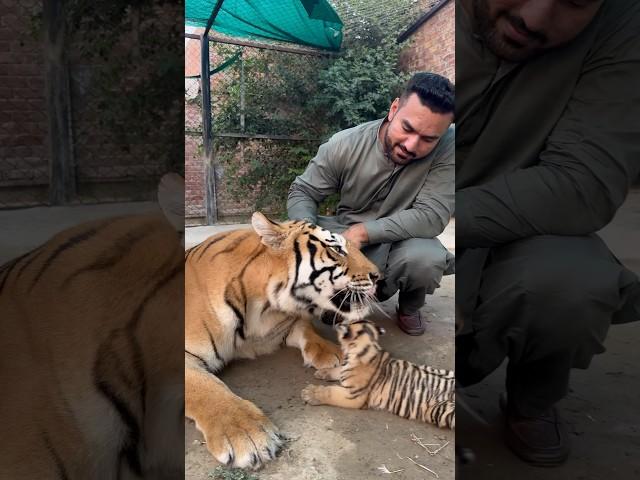 Tiger with cubs #faiziwildlifefarm #savewildlife #tiger