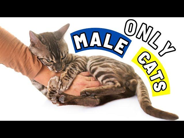 Super Weird Things Only MALE Cats Do For Their Owners and Why