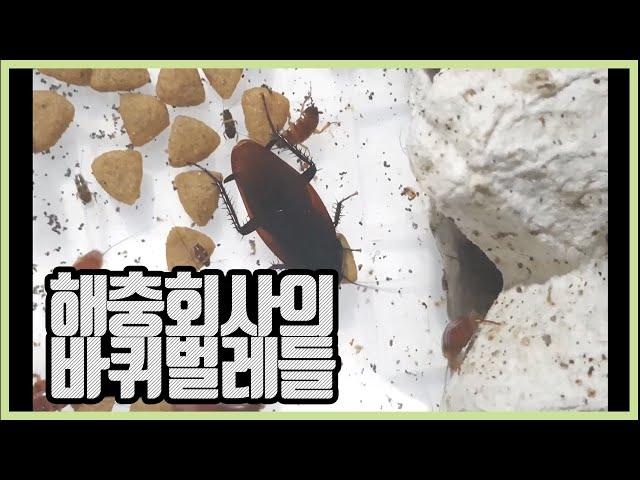 해충회사에서 사육중인 바퀴벌레들