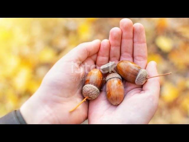 "Edible Wild: Unlocking Nature's Superfoods"