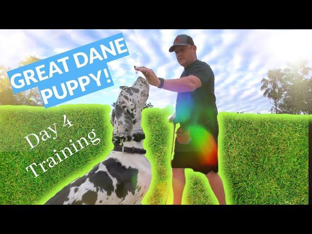 Great Dane Puppy Training!