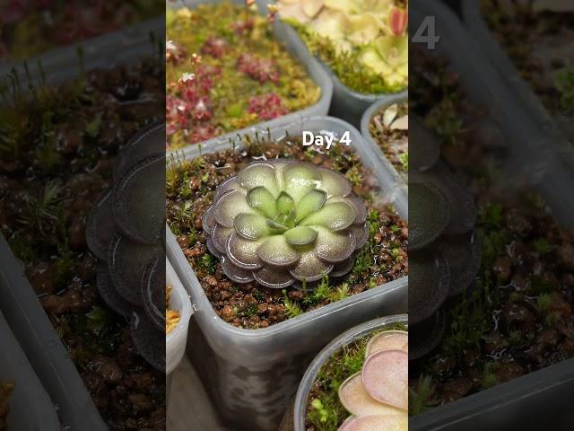 Day 4. 2025/3/13 watering my purple pinguicula Cyclosecta #plants#farmer #healing#relaxing#water