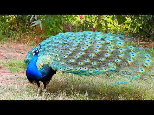 Peacock Bird, The Indian Peafowl, Most clear sounds 4k different videos & Mor Peacock dance