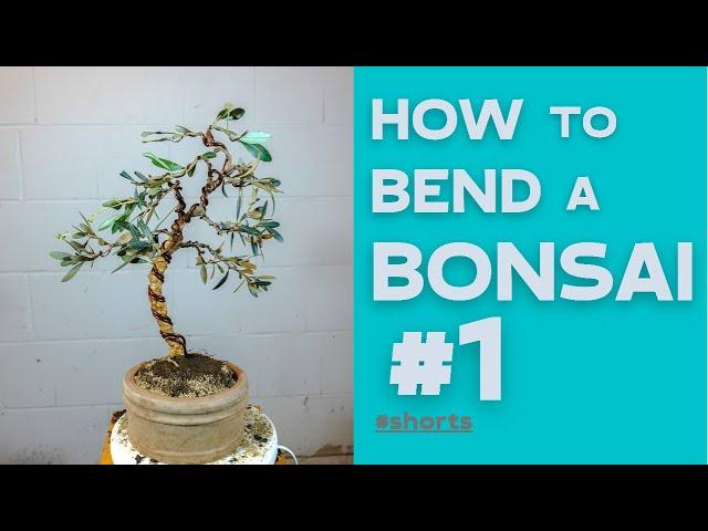 How to bend a Bonsai #1 - Olea Europea | Bonsaifly #shorts