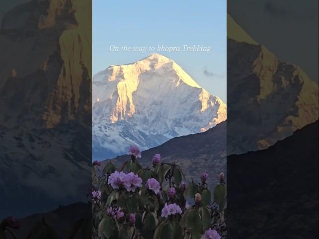 Khopra Danda Trekking Annapurna #shorts #travel #khopra #annapurna #nepal