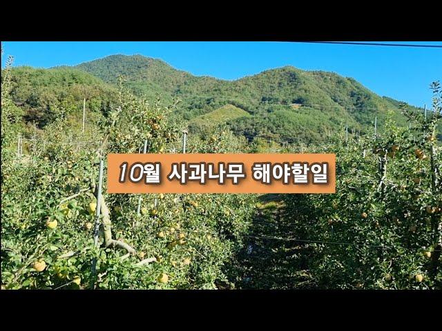 10월 사과나무 해야할일