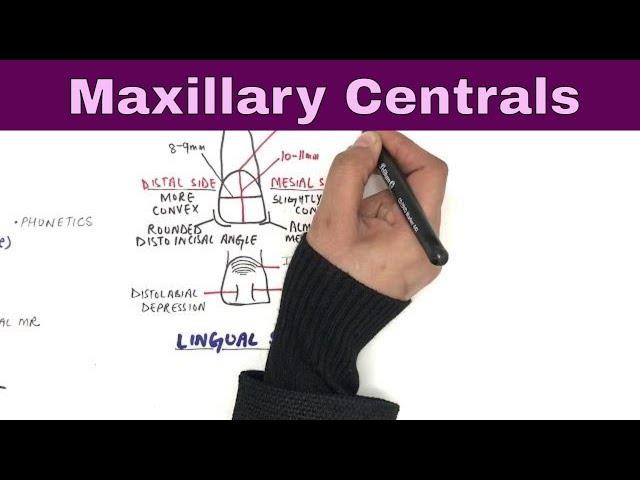 Anatomy of Maxillary Central Incisor - Tooth Morphology