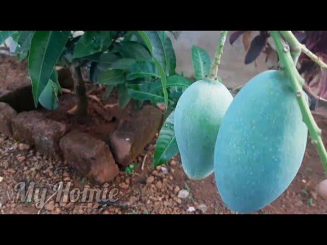 All season Mango || Thailand variety || My Homie || malayalam