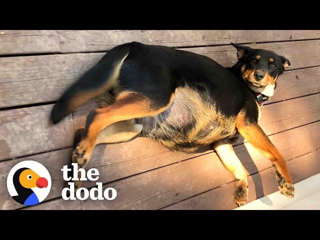 Pregnant Dog Raises An Incredible Amount of Puppies | The Dodo Foster Diaries